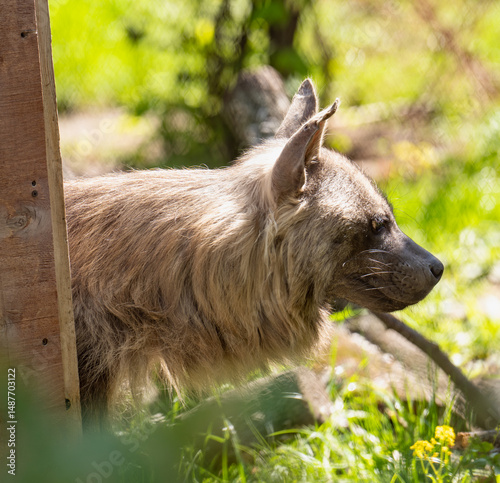 Brown Hyena photo