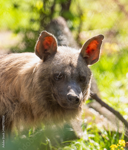 Brown Hyena photo