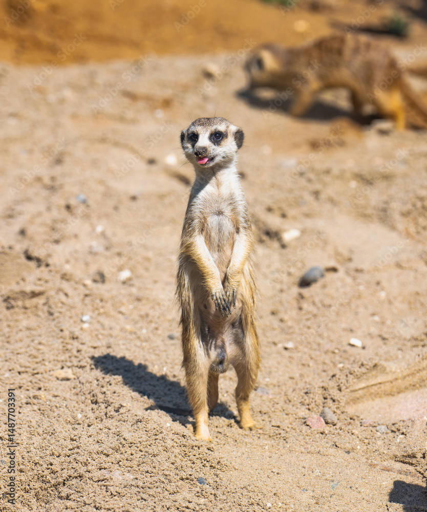 Fototapeta premium meerkat on guard