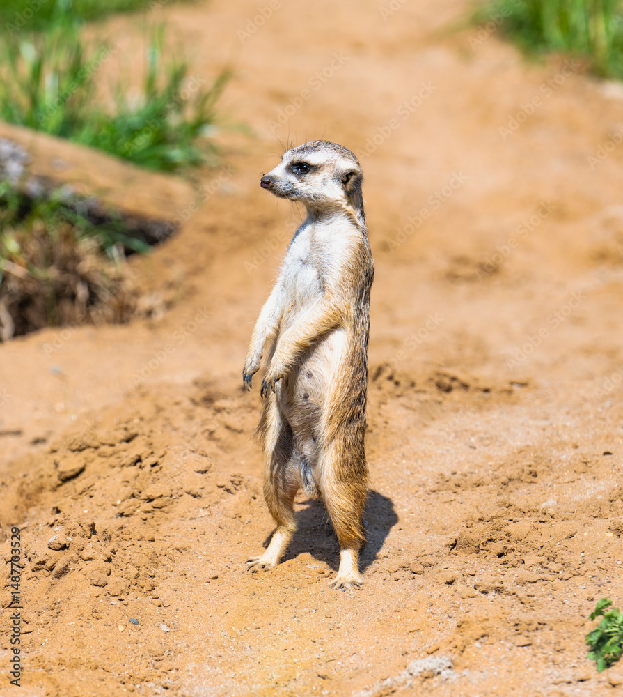 Fototapeta premium meerkat on guard