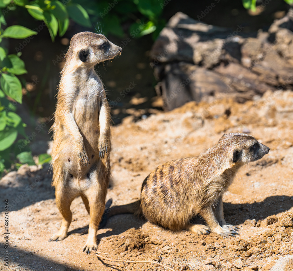 Fototapeta premium meerkat on guard