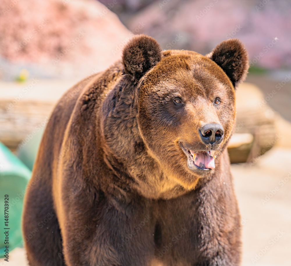 Fototapeta premium brown bear close up