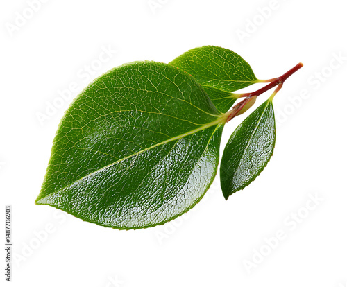 Beautiful natural wintergreen leaf leave close-up image