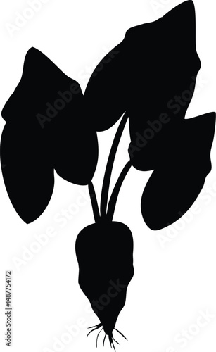 illustration of taro plant on white