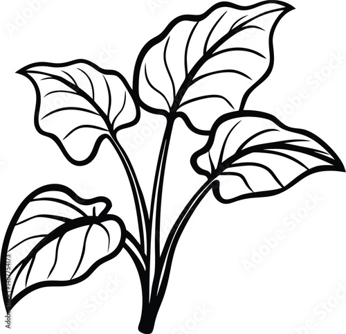 illustration of taro plant on white