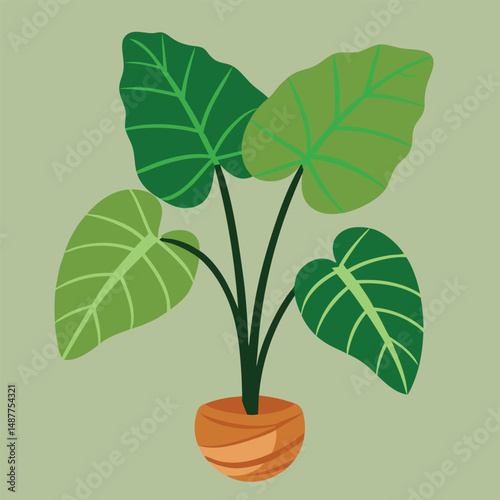 illustration of taro plant on white