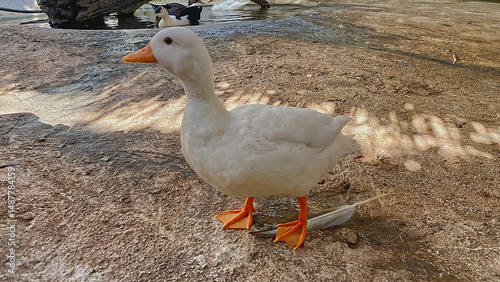 white duck with orange beak and feet in farm.