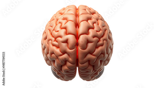 Detailed Human Brain Anatomy on White Background