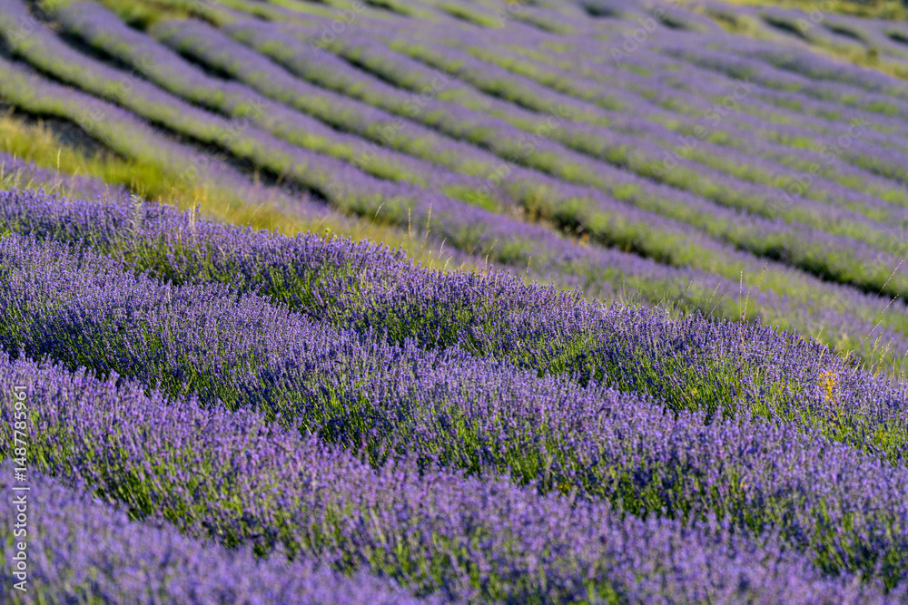 Naklejka premium FLORES DE LAVANDA