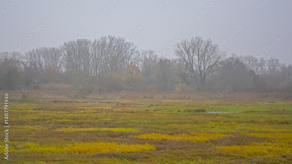 Fototapeta premium Wetlands with reed and bare trees in the fog in Bourgoyen nature reserve, Ghentm Flanders, Belgium 
