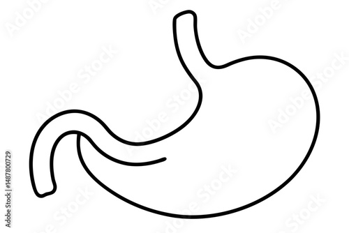 stomach silhouette line art vector illustration with a white background