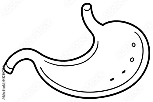 stomach silhouette line art vector illustration with a white background