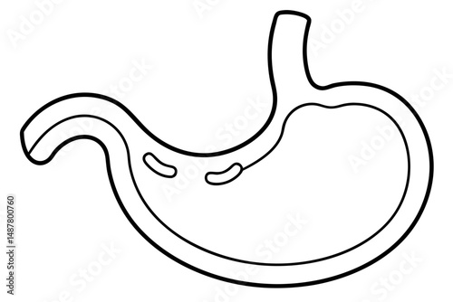 stomach silhouette line art vector illustration with a white background