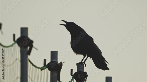 鳴くハシボソガラス (鳴き声あり)