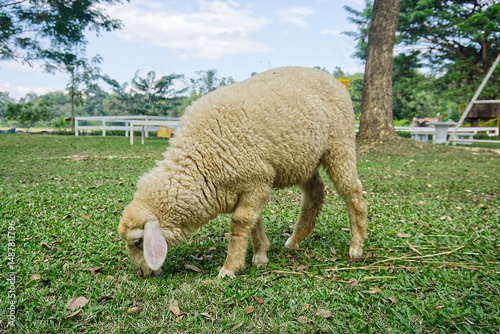 one sheep eating grass on a green lawn. no people.