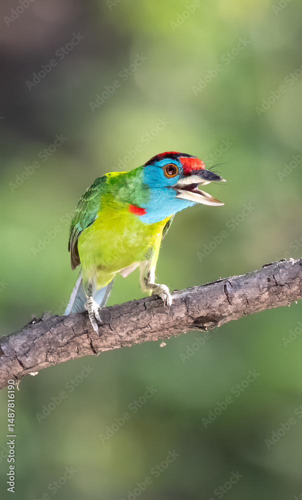 Obraz premium Blue-Throated Barbet