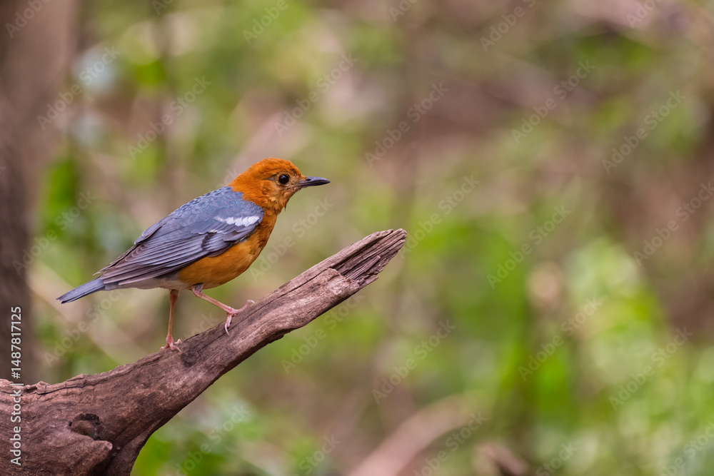 Obraz premium Orange-Headed Thrush