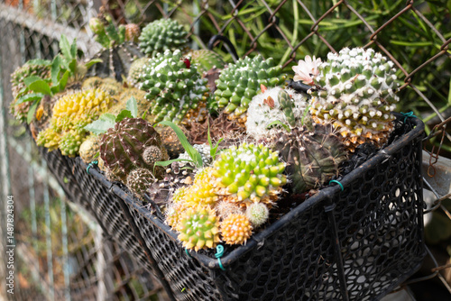 Shop on a plant and gardening market