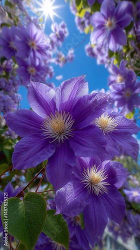 Blossoming clematis flowers stretch towards the sun