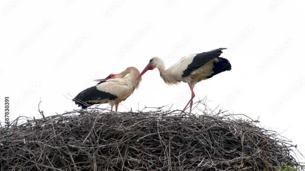 White Storks bill clattering