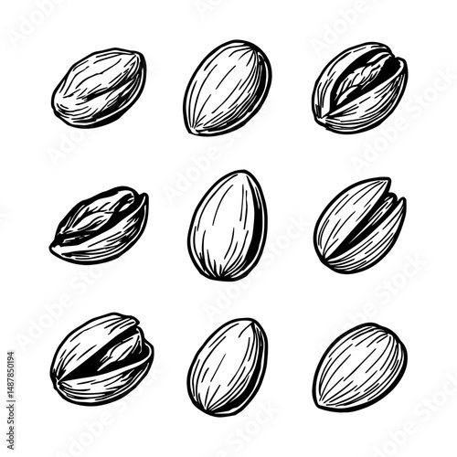 hand drawn sketch of pistachios. vector Nuts sketch