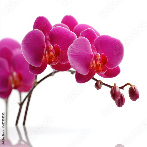 Orchid Isolated On White Ba...