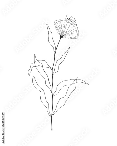 Outline drawing of flower, hand drawn illustration, flower bud on stem with leaves, stylized floral element isolated on white background.