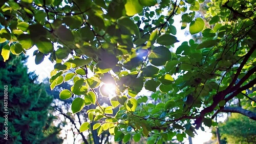 vibrant green leaves as sunlight gently filters through the canopy