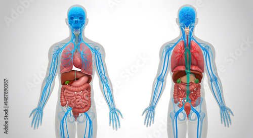 Human Anatomy: Anterior and Posterior Organ System Views, 3D Render