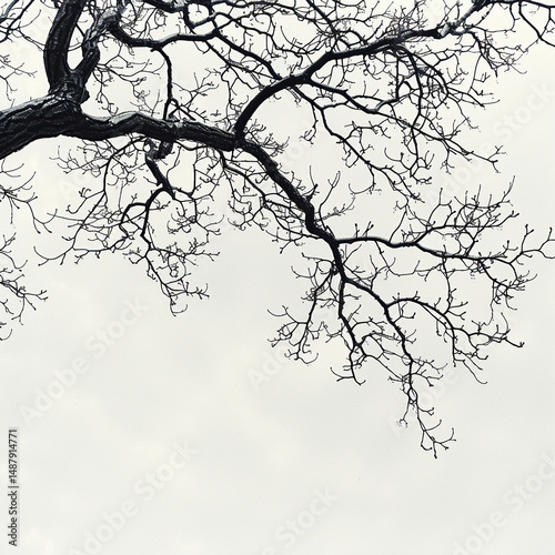 Dark Tree Branch on White Background