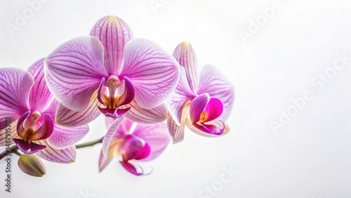 Delicate petals of a rare orchid flower closely up against a soft white background, flowers, delicate,  flowers, delicate, landscape