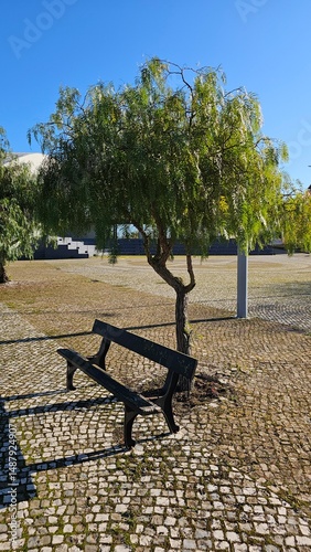 Park bench under a small tree on a cobblestone square in sunny weather
