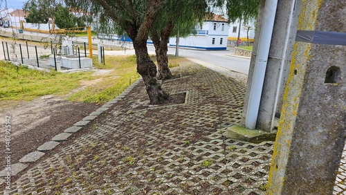 Urban sidewalk with trees growing through perforated paving in Portuguese village