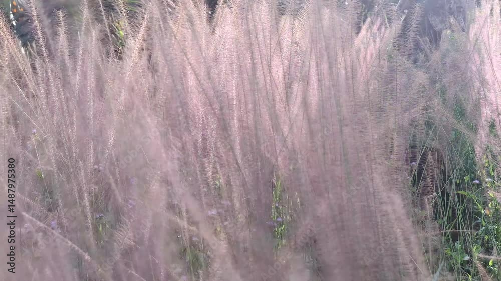 Footage of the camera moving slowly forward through a stretch of light purple ornamental grass with a soft texture in the soft light of the afternoon sun.