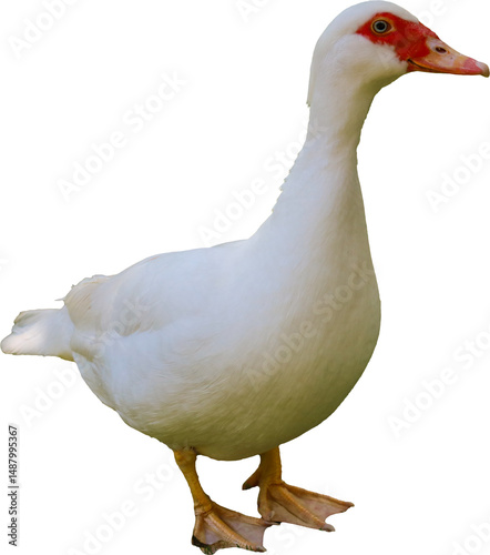 muscovy duck, duck, beak, waterfowl, feather, domestic, farm, bird, white, agriculture, fowl, wild, poultry, wings, wildlife, feathers, animal, nature, water, grass, birds, animals, neck, head, green,