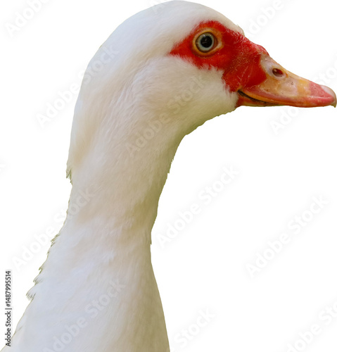 muscovy duck, duck, beak, waterfowl, feather, domestic, farm, bird, white, agriculture, fowl, wild, poultry, wings, wildlife, feathers, animal, nature, water, grass, birds, animals, neck, head, green,