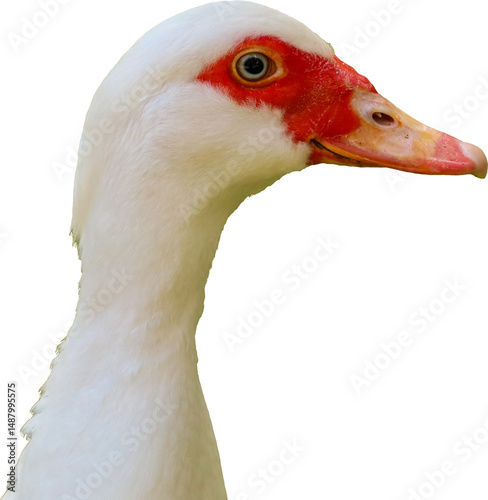 muscovy duck, duck, beak, waterfowl, feather, domestic, farm, bird, white, agriculture, fowl, wild, poultry, wings, wildlife, feathers, animal, nature, water, grass, birds, animals, neck, head, green,