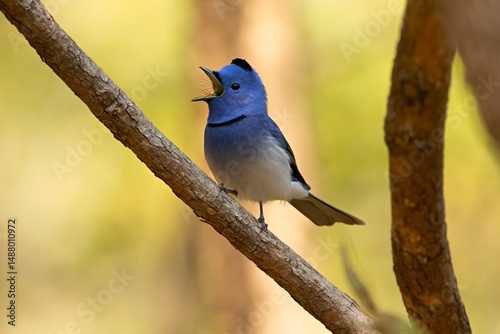 Photography Hypothymis azurea, also known as the Black-naped Monarch, perched in Madhya Pradesh, India