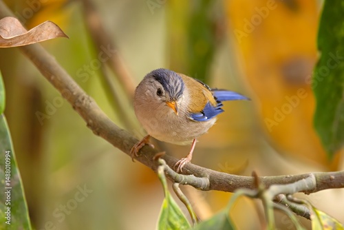 The blue-winged Minla (Actinodura cyanouroptera) photographed in its natural habitat in Sikkim, India. photo