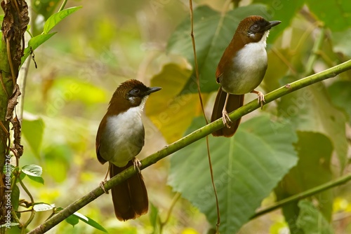 A Gray-sided Laughingthrush (Pterorhinus caerulatus) spotted in the biodiversity-rich state of Sikkim, India.