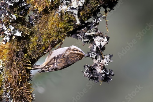 An image of the Golden Babbler, scientifically known as Cyanoderma chrysaeum, clicked in its natural habitat at Pangolakha Wildlife Sanctuary, Sikkim, India.