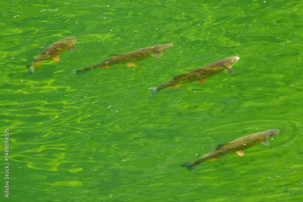 Fototapeta premium Wild salmons in the mountain river in Pieniny, Poland.