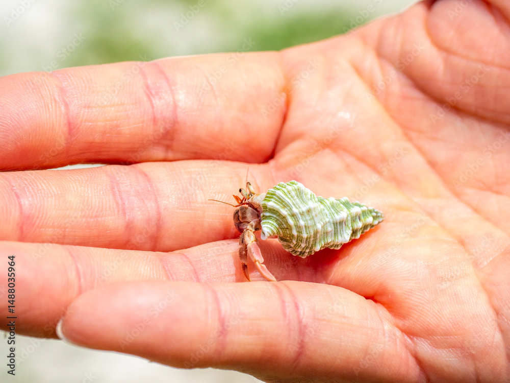 Naklejka premium 竹富島・アイヤル浜のヤドカリ（沖縄県竹富町）