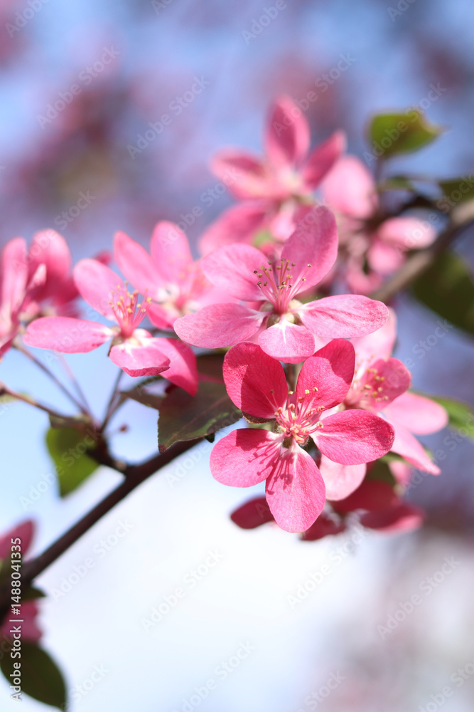 Fototapeta premium Apple tree blossoming against blue sky. Beautiful pink flowers of ornamental apple tree. Flowers close-up. Spring background. Blooming apple tree in the park. Peaceful nature background