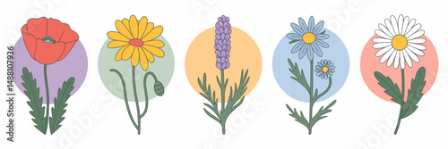 Vector sheet of wildflowers in circular frames – Ideal for botanical illustration collections, seasonal decor, or floral-themed branding
