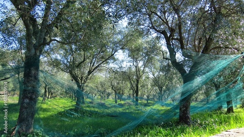 reti per raccogliere le olive photo
