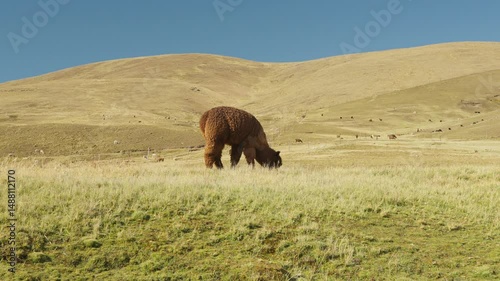 Alpacas eating and grazing in the Andes mountain range surrounded by mountains and blue sky illuminated by natural light in the highlands of Peru, Latin America.