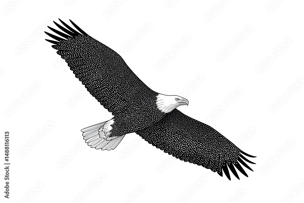 Naklejka premium Black and White Illustration of an Eagle in Flight Isolated On White Background