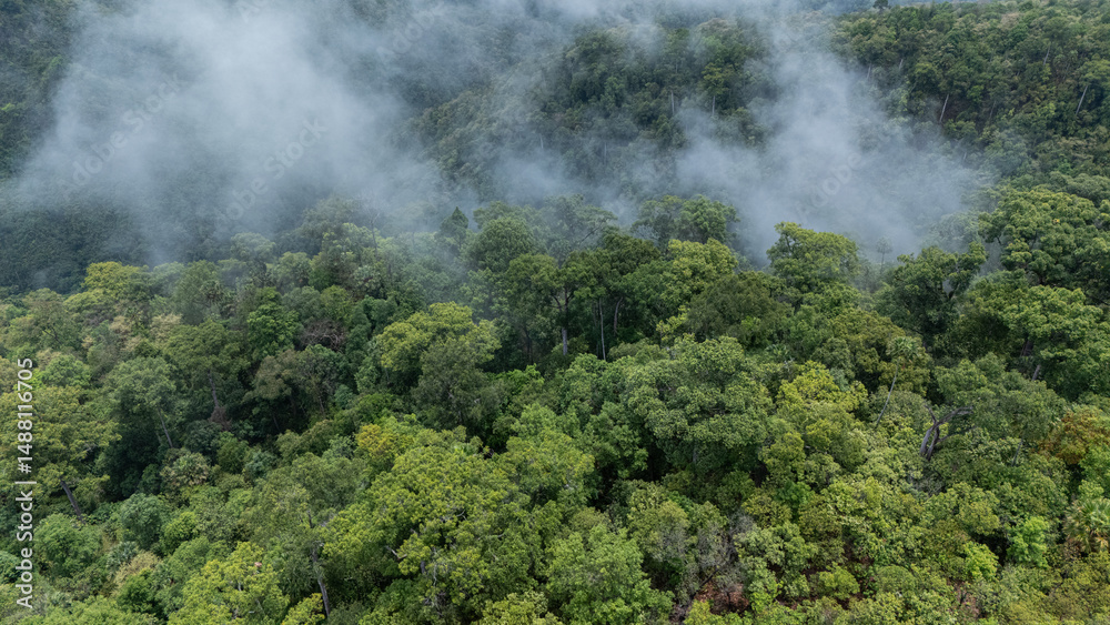 Fototapeta premium Dense green rainforest with mist or low clouds drifting over the treetops.