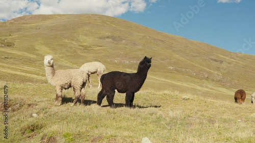 Alpacas eating and grazing in the Andes mountain range surrounded by mountains and blue sky illuminated by natural light in the highlands of Peru, Latin America.